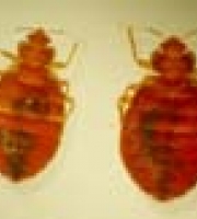 bedbug_thumb_10_manhattan_exterminator